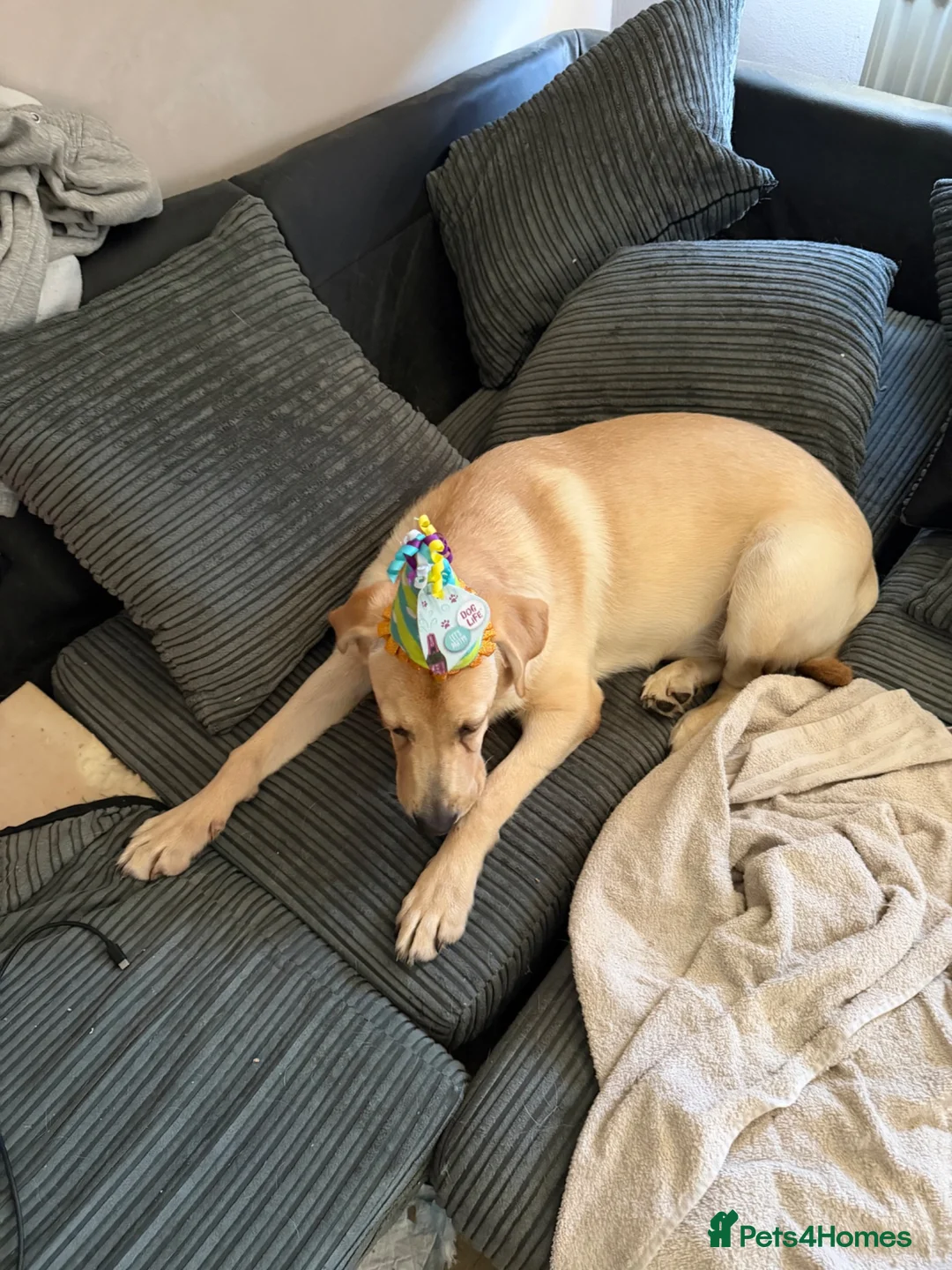 Labrador Retriever dogs for sale: Yellow Labrador  in Redhill - Advert 3