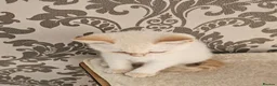 British Shorthair cats for sale: Blue eyes Flame Point British Shorthair kitten in Oldbury - Advert 4
