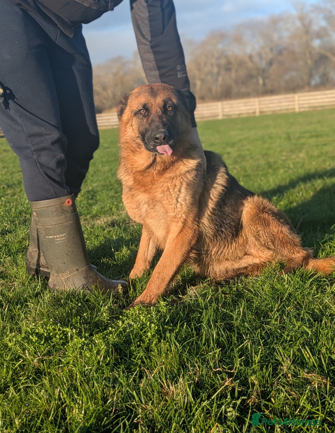 German Shepherd dogs for sale: Champion Bred, KC Health Tested Import Female - Advert 6