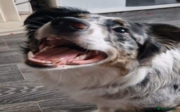 Border Collie dogs for stud: TRI BLUE MERLE BORDER COLLIE PROVEN STUD  - Image 9