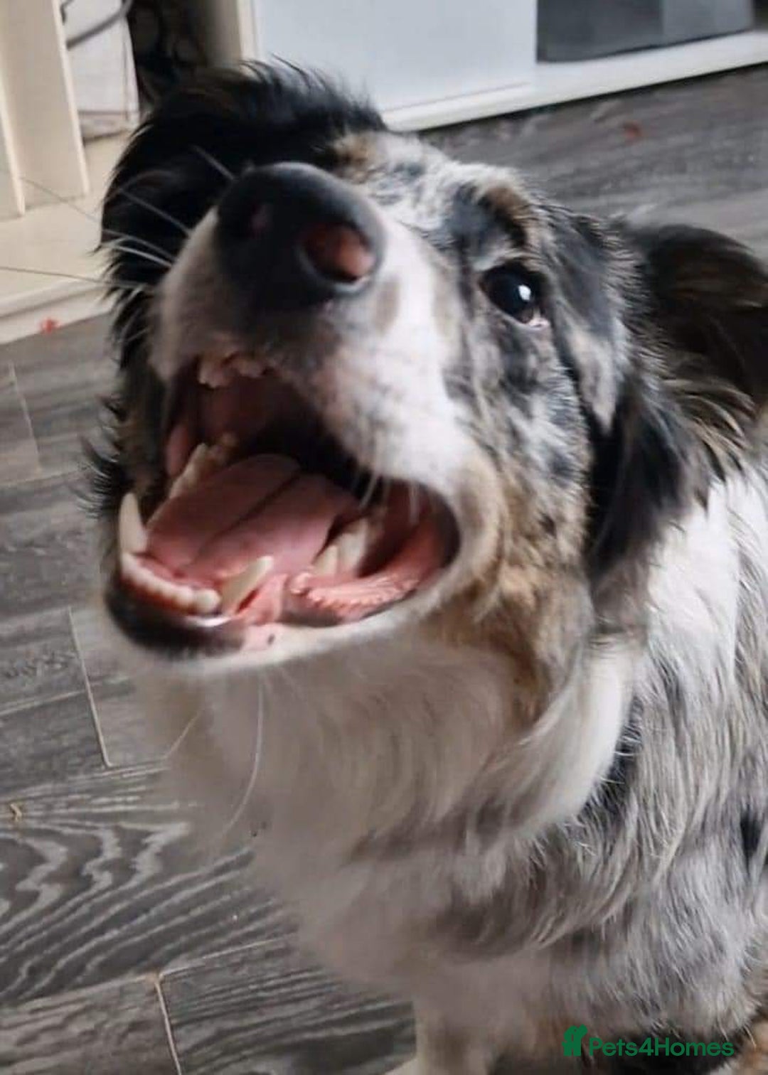 Border Collie dogs for stud: TRI BLUE MERLE BORDER COLLIE PROVEN STUD  - Image 9