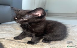 Mixed Breed cats for sale: Kittens for sale - Image 8