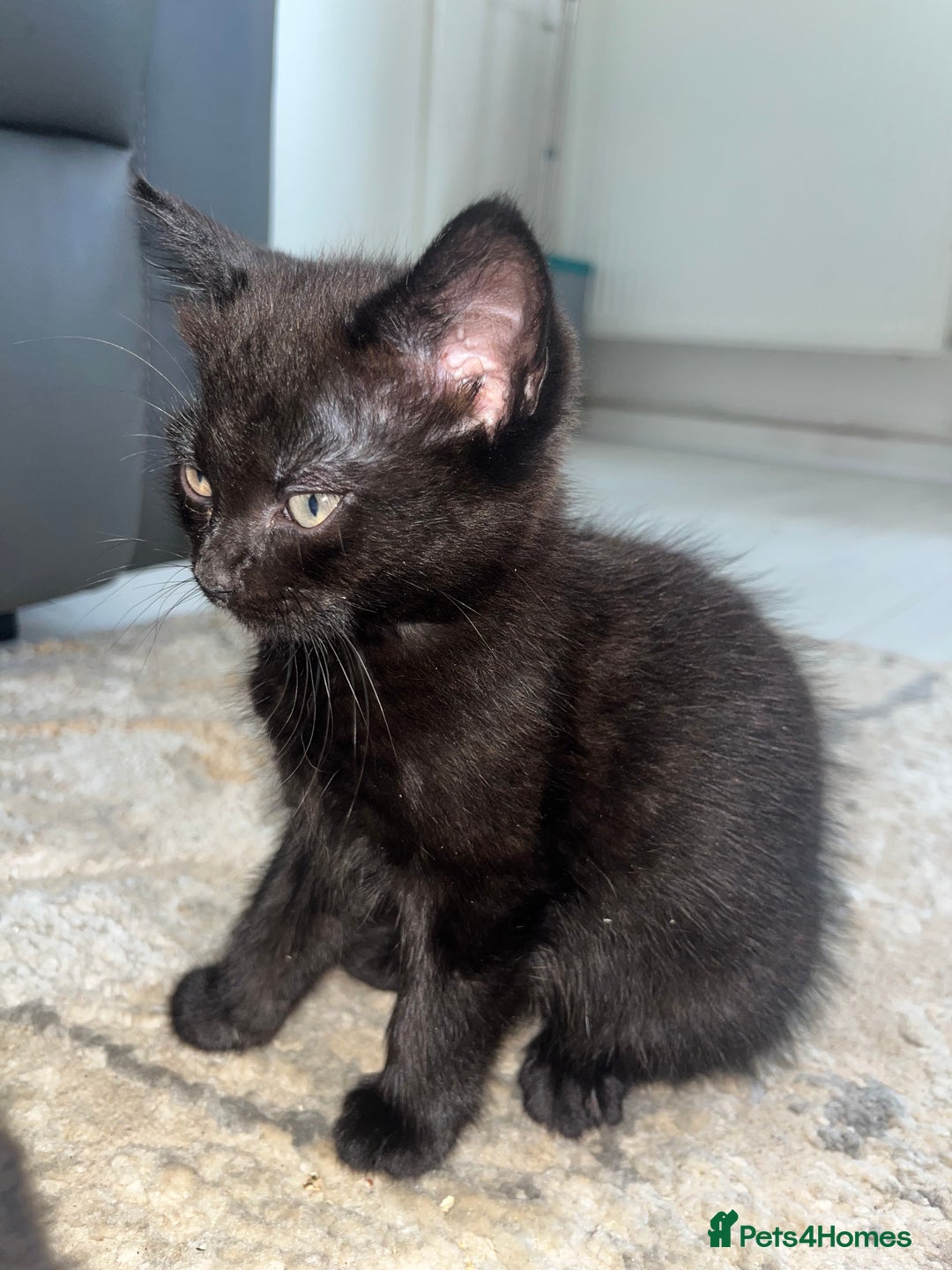 Mixed Breed cats for sale: Kittens for sale - Image 8
