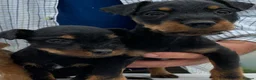 Lakeland Terrier dogs for sale: Lakeland / Patterdale Terrier Puppies - Advert 3