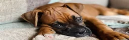 Boxer dogs for stud: Handsome Purebred Boxer – Puppy Back Deal Offered - Advert 18