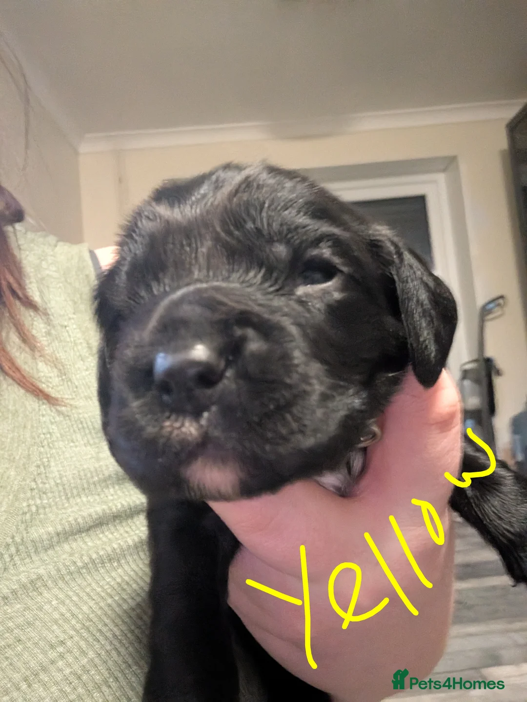 Sprocker dogs for sale: Sprocker spaniel - Advert 4