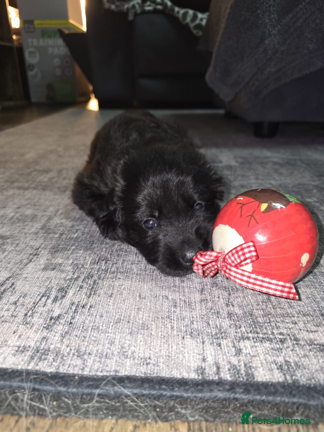 German Shepherd dogs for sale: READY TO LEAVE 3 LITTLE GSD GIRLS - Advert 16