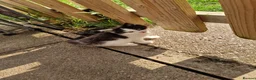 Mixed Breed cats for sale: Maine coon cross - Advert 3