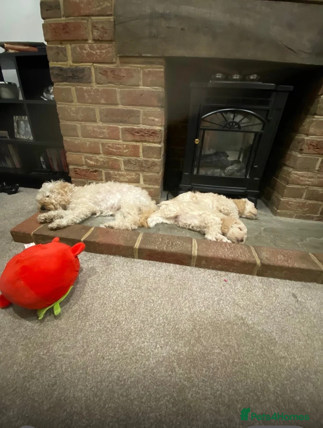 Cockapoo dogs for sale: 2 golden blonde female cockerpoo 9 weeks - Advert 1