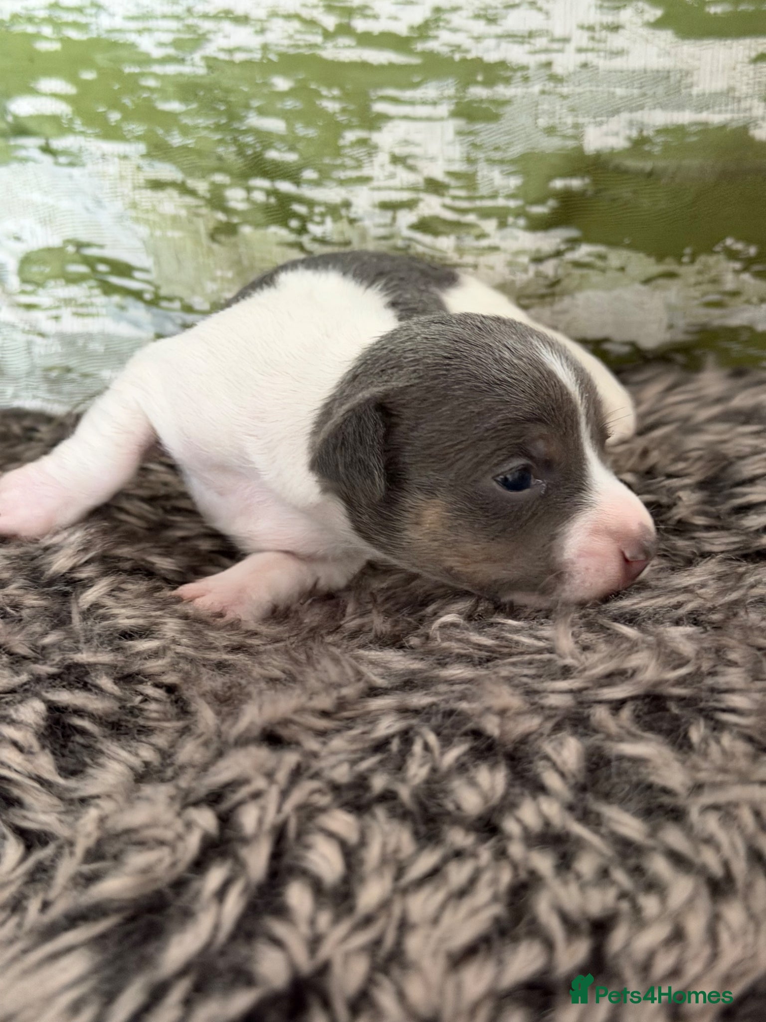 Jack Russell dogs for sale: DONJACKS - miniature health tested babies  - Advert 10