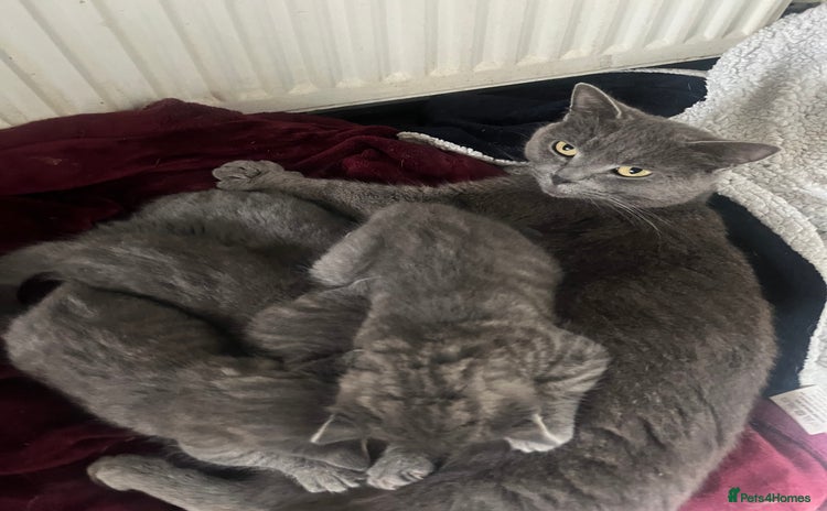 Mixed Breed cats - Advert 6