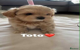 Maltipoo dogs for sale: Tiny F1 Asian Maltipoo puppies. Ready now! - Image 20