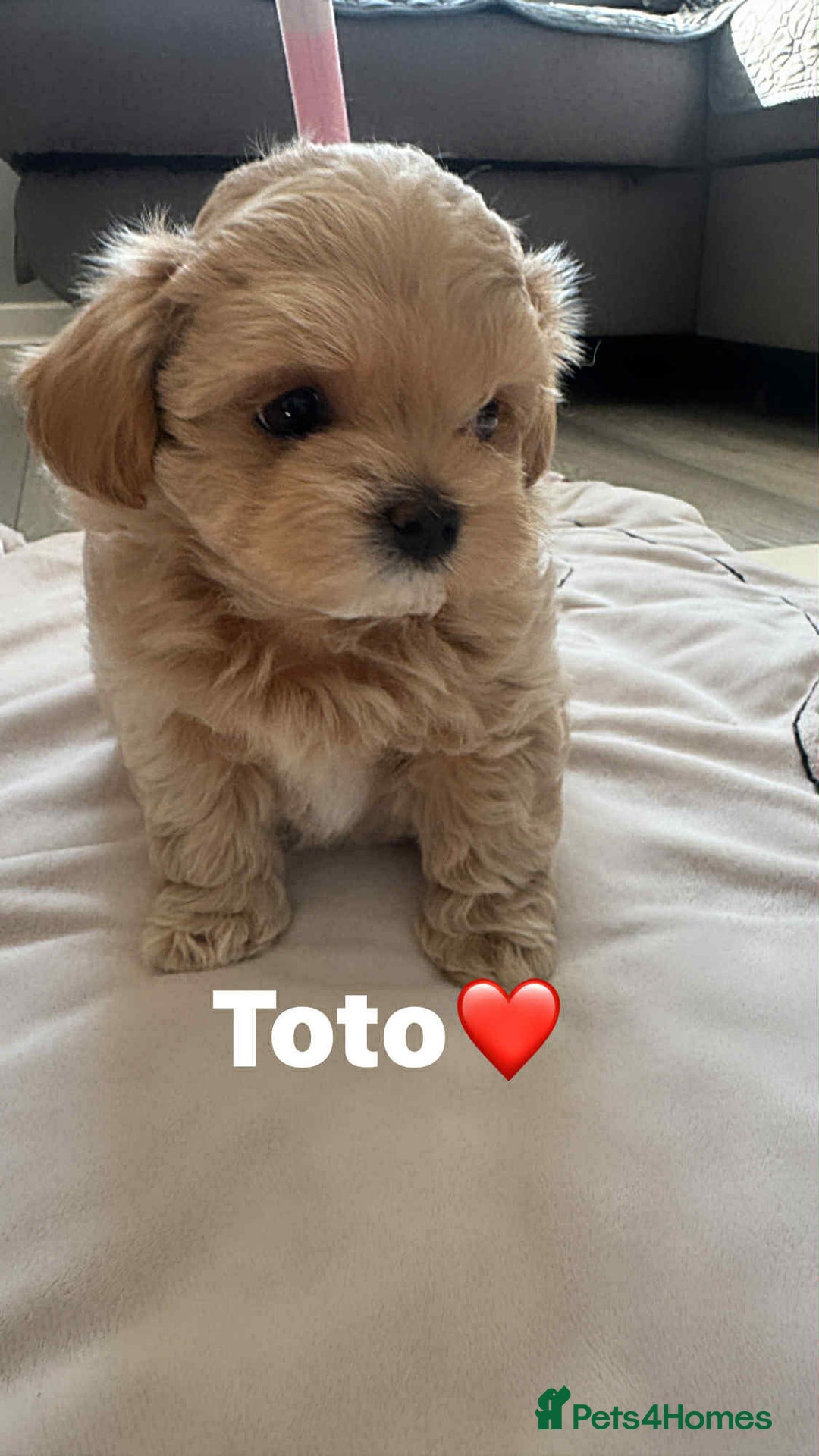 Maltipoo dogs for sale: Tiny F1 Asian Maltipoo puppies. Ready now! - Image 20