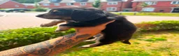 Miniature Dachshund dogs for sale: Stunning long hair Kennel club registered 🐾 - Advert 17