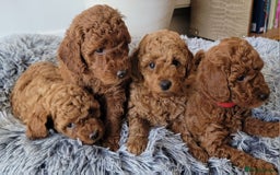 Miniature Poodle dogs for sale: Miniature Red Poodle KC Reg Full Pedigree - Image 8