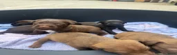 Patterdale Terrier dogs for sale: Patterdale Puppies - Advert 13