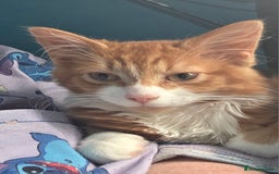 Mixed Breed cats for sale: 'Pumpkin' needs a home - Image 2