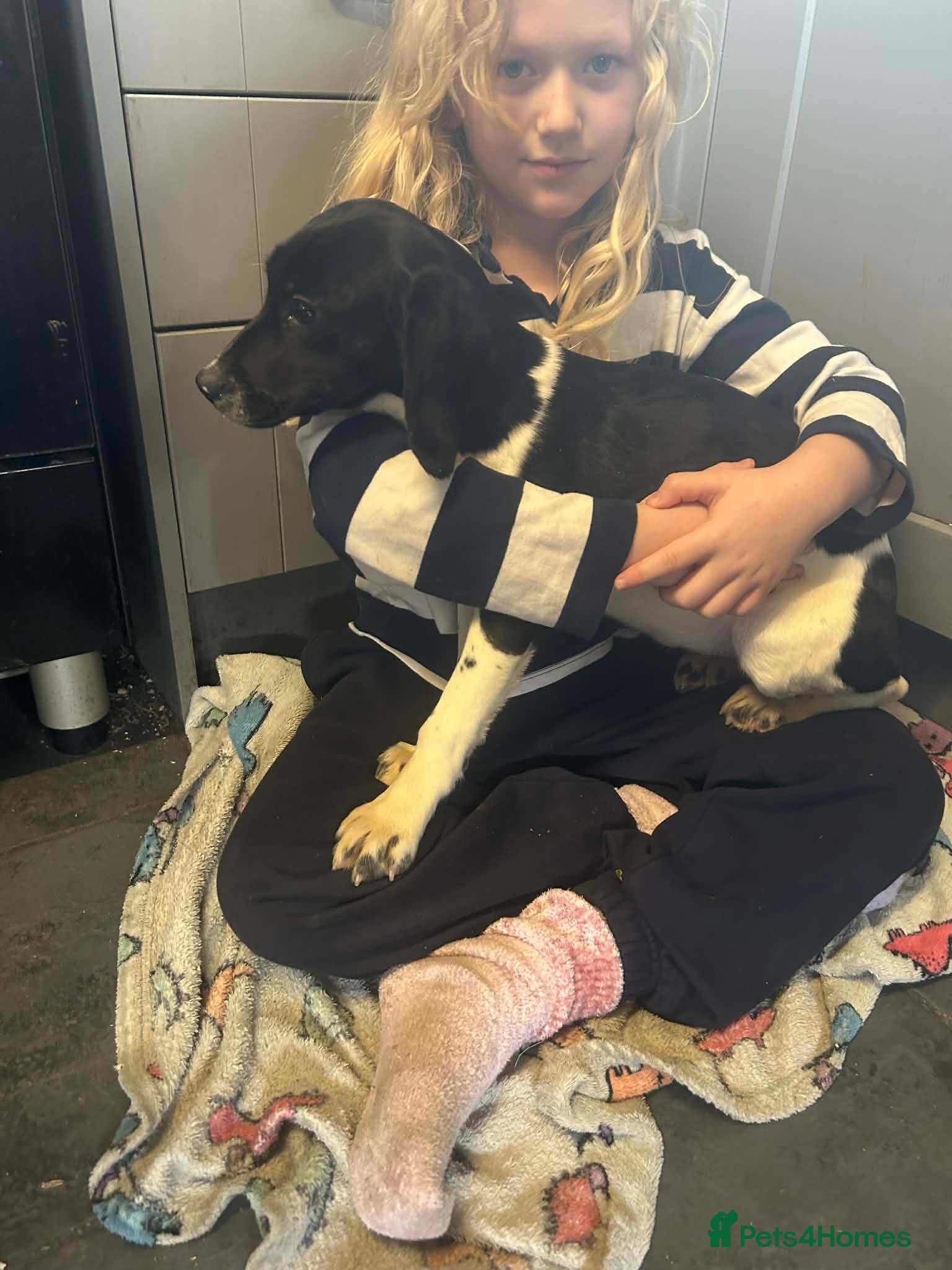 Bocker dogs Bocker girl  - Advert 4