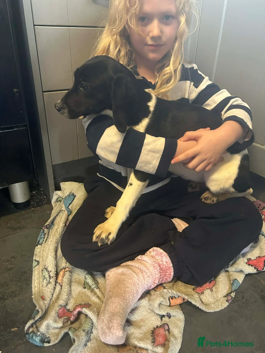 Bocker dogs for sale: Bocker girl  - Advert 1