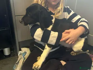 Bocker dogs Bocker girl - Advert 1