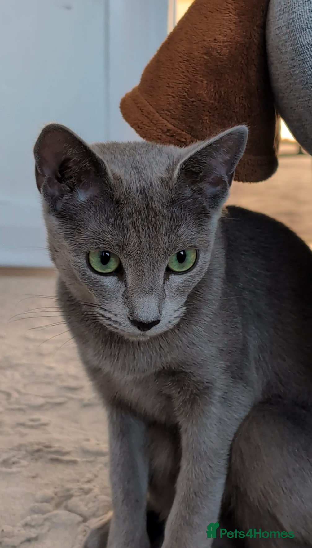 Russian Blue cats for sale: Snou is looking for the best forever home - Advert 2