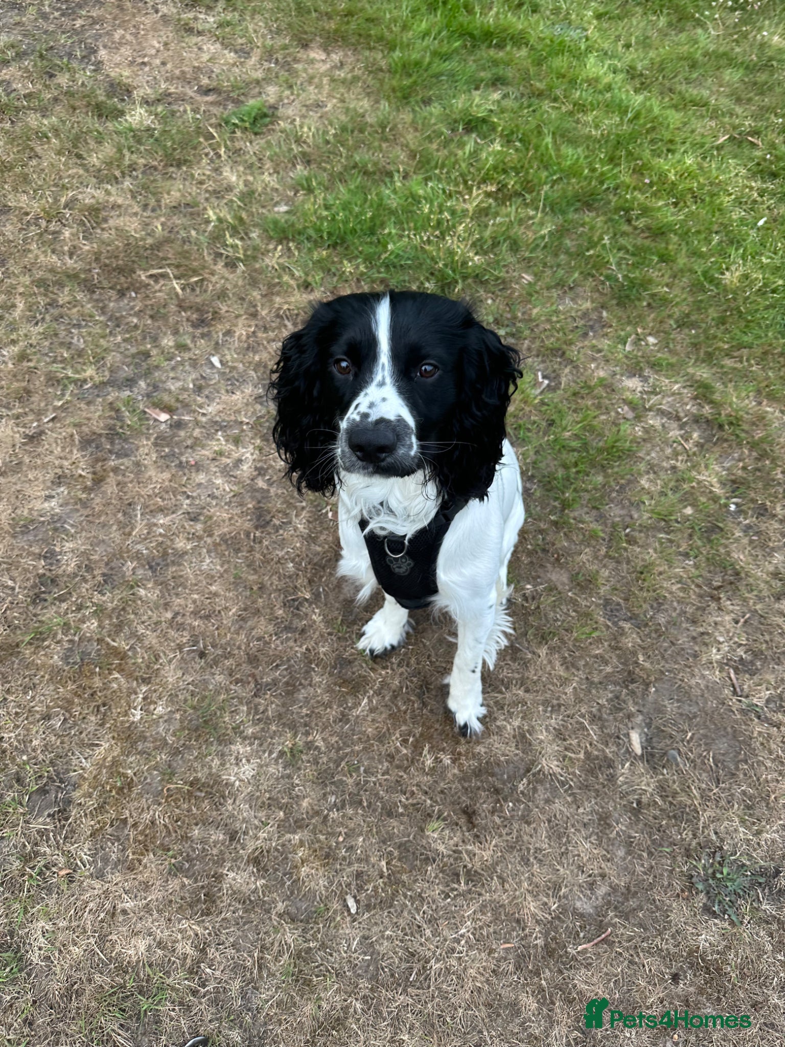 Sprocker dogs for sale: Max Sprocker Spaniel  - Advert 5