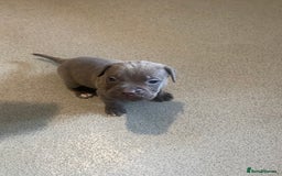 Cane Corso dogs for sale: Beautiful Cane corso Pups  - Image 21
