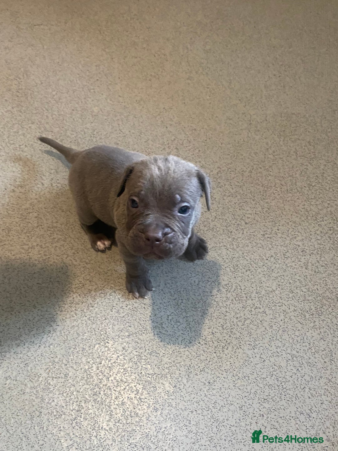 Cane Corso dogs for sale: Beautiful Cane corso Pups  - Image 21