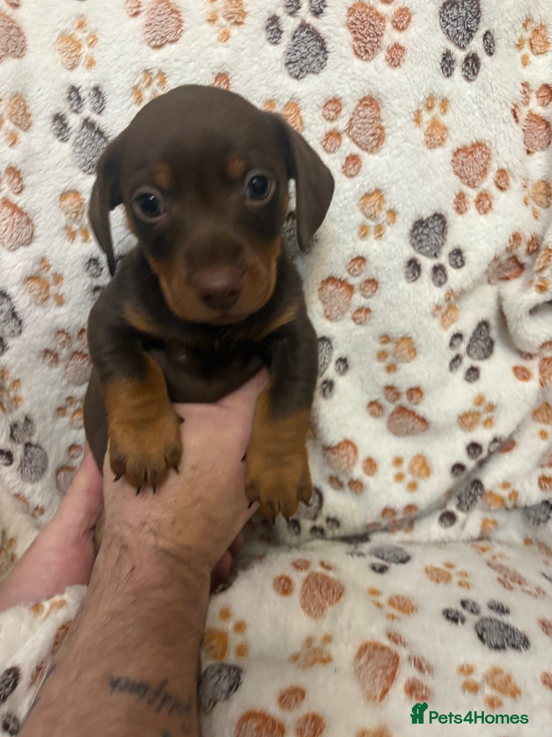 Mixed Breed dogs for sale: Daxie jacks - Advert 14