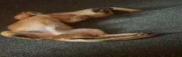 Jack Chi dogs for sale: Jack chi looking for his forever home  in Lanark - Advert 4