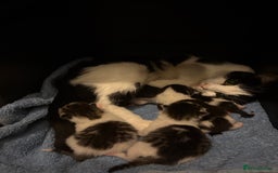 Domestic Shorthair cats for sale: Kittens For Sale - Image 2
