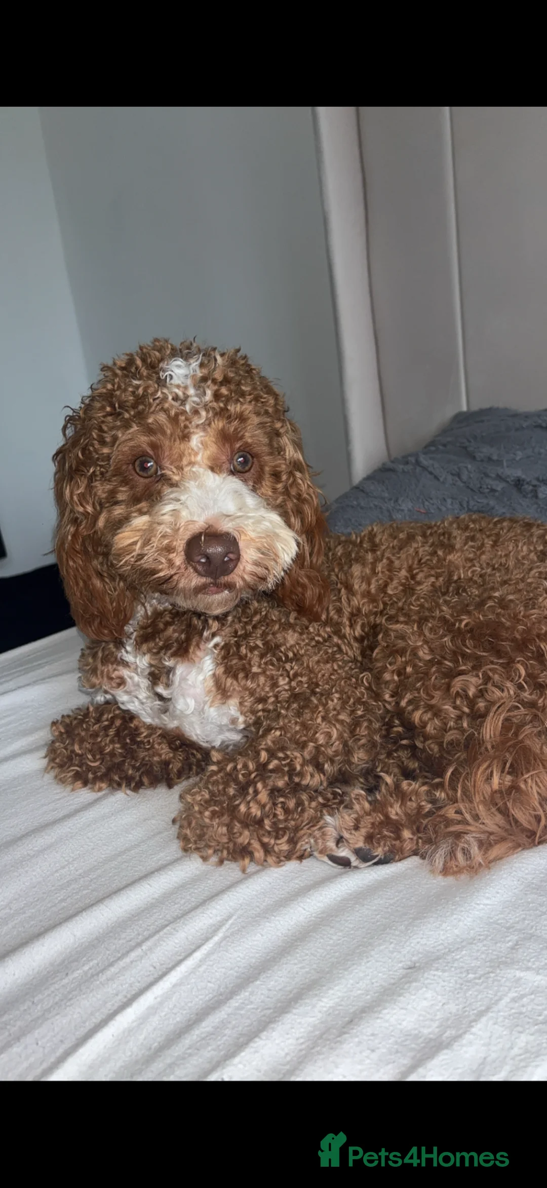 Cockapoo dogs for sale: Milo (f2 cockapoo) - Advert 6