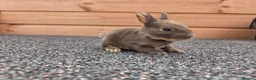 Rex rabbits for sale: Cute litter of Mini Rex baby bunnies - Advert 4