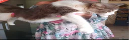 Maine Coon cats for sale: Maine coon kittens for sale  in Oldbury - Advert 9