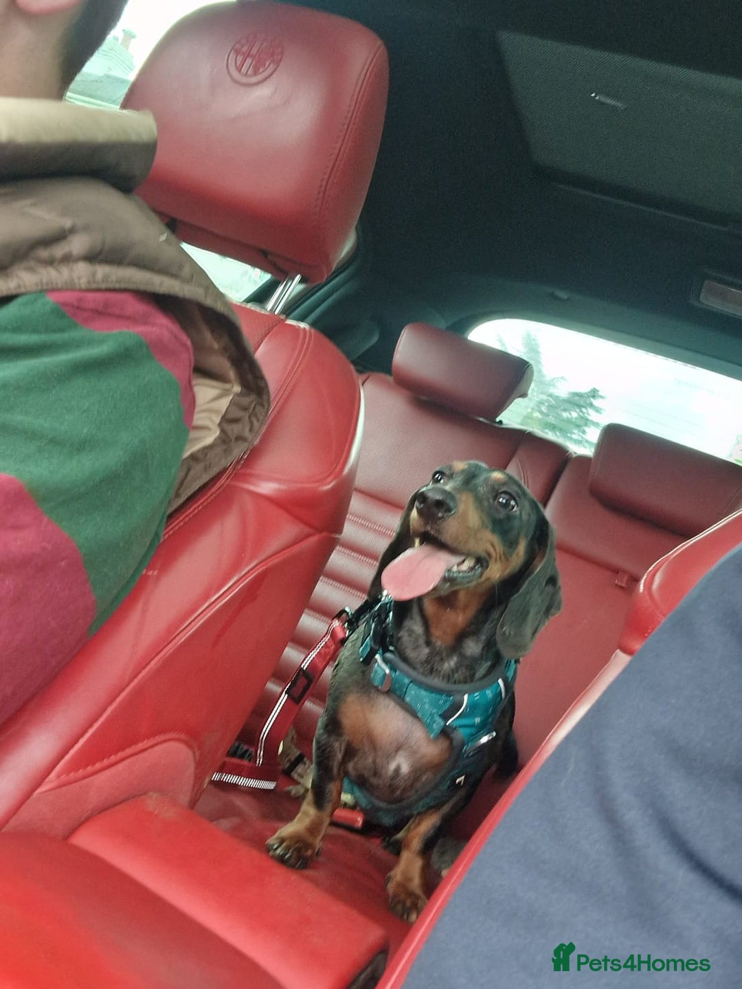 Dachshund dogs for adoption: 💖🐶 Ginny 🐶💖 - Image 7