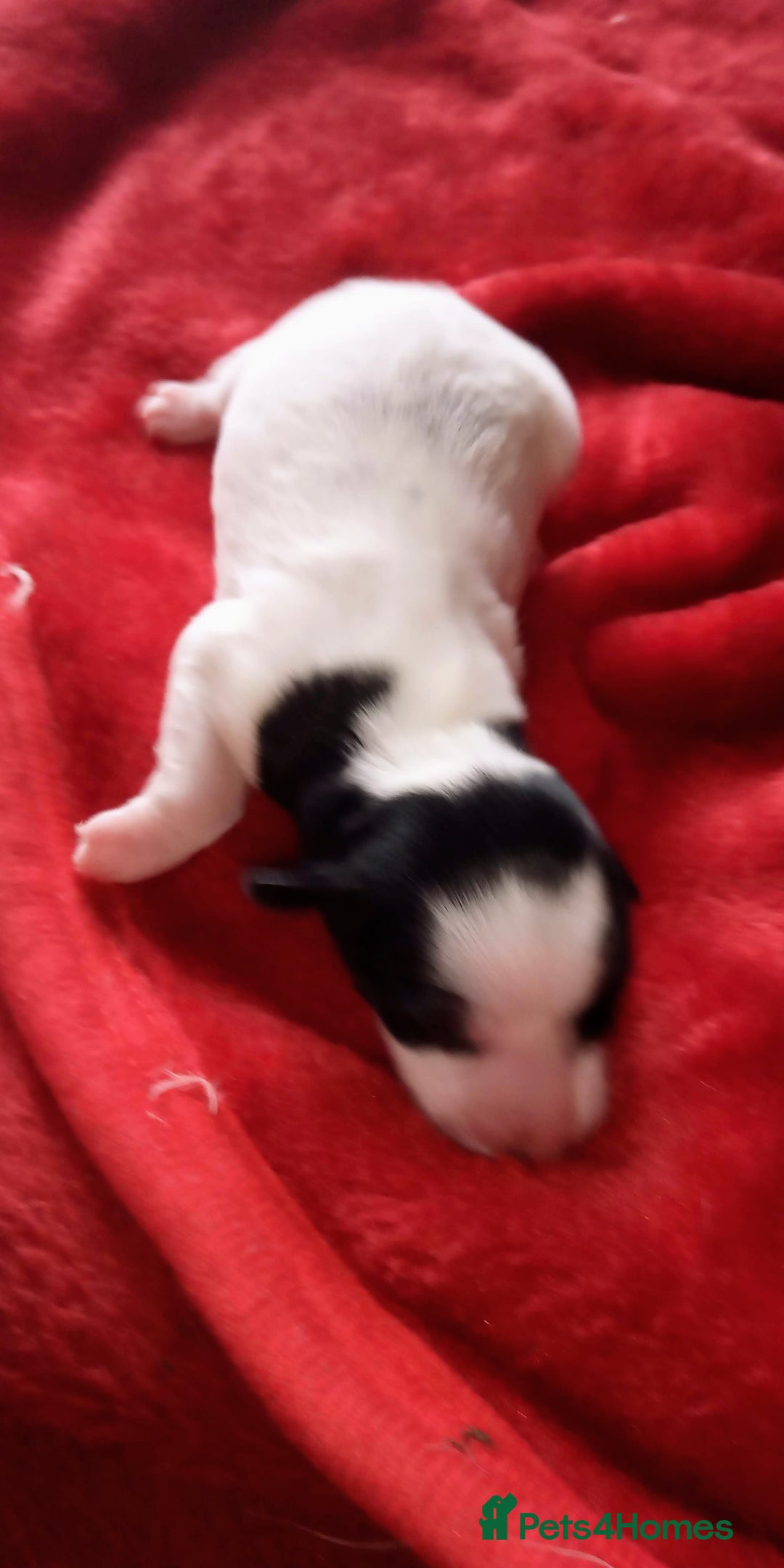 Miniature Schnauzer dogs for sale: Miniature Schnauzers Puppies - Advert 3