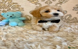 Maltipoo dogs for sale: ADORABLE F1 MALTIPOO PUPPIES DNA TESTED  - Image 11