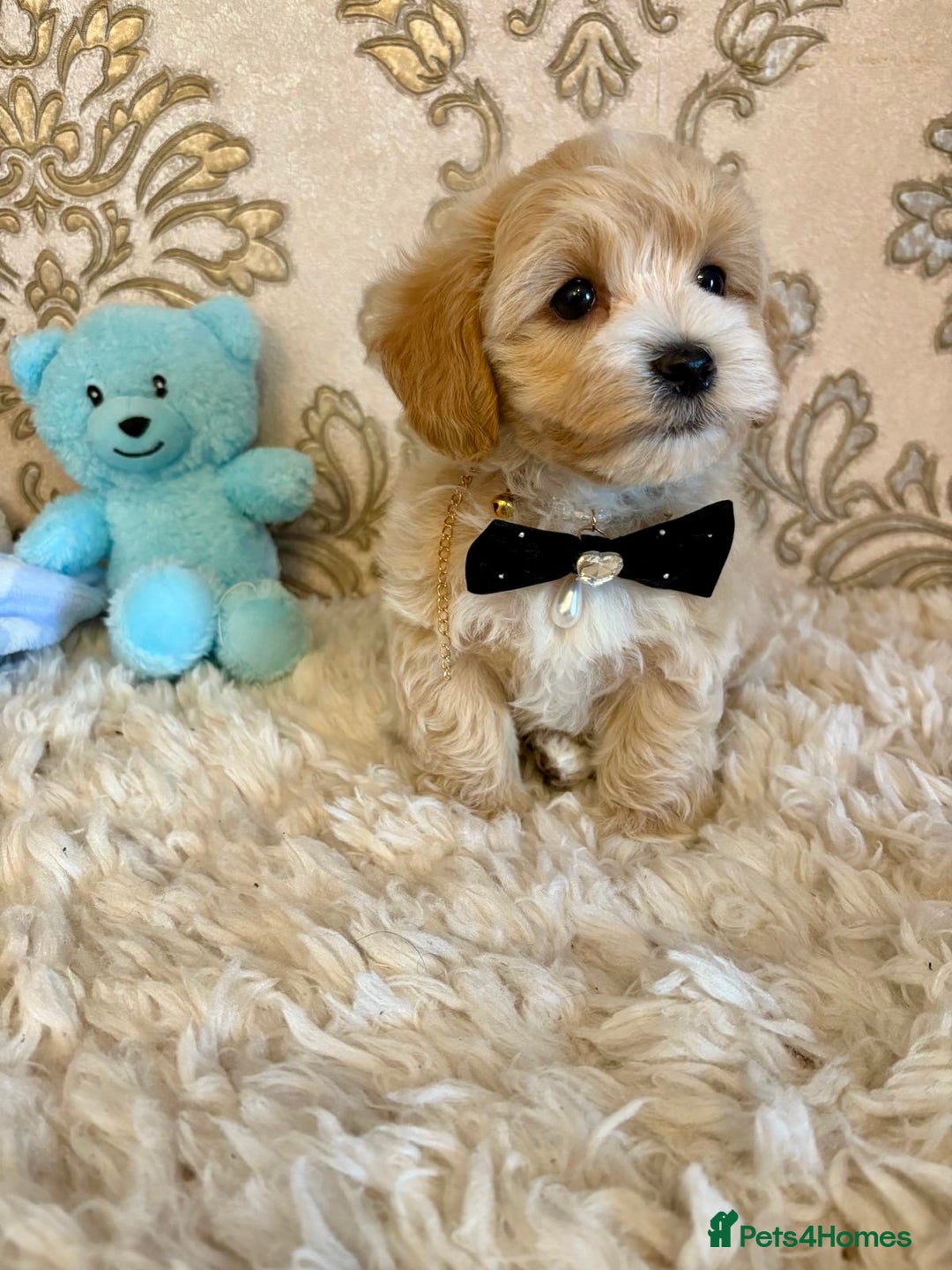 Maltipoo dogs for sale: ADORABLE F1 MALTIPOO PUPPIES DNA TESTED  - Image 11