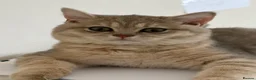 Brazilian Shorthair cats for sale: 2 Girls | Fully Pedigree British Shorthair | GCCF  - Advert 21