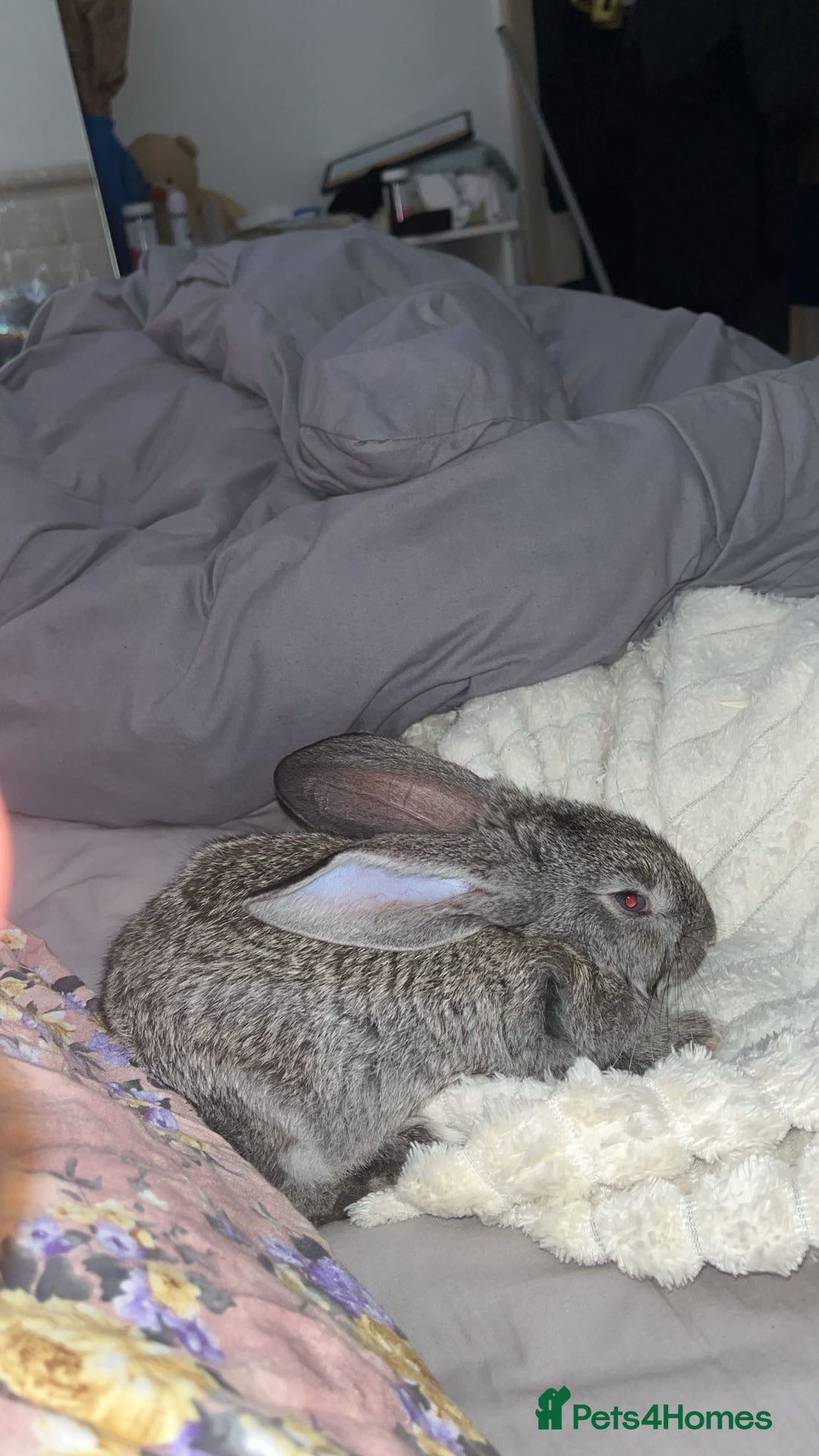 Flemish rabbits for sale: Bunny comes with everything  - Image 1