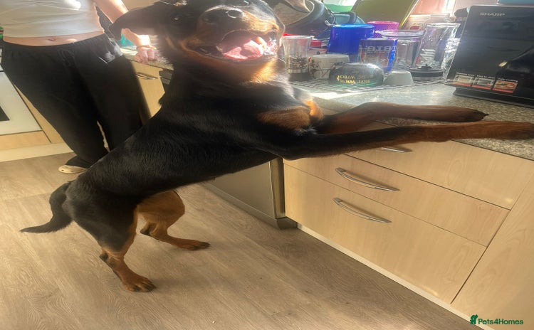 Rottweiler dogs - Advert 4