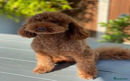 Maltipoo dogs for sale: Gorgeous 5 week old red/caramel Maltipoo girl - Image 4
