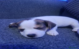 Jack Russell dogs for sale: Beautiful Jack Russell puppies for sale - Advert 19