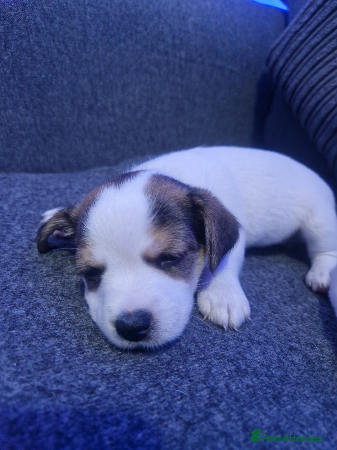Jack Russell dogs for sale: Beautiful Jack Russell puppies for sale - Advert 19