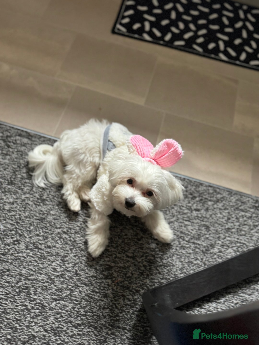 Maltese dogs for sale: >>> BEAUTIFULLY  **  PUPPIES POSSIBLE !!!<<< - Advert 6