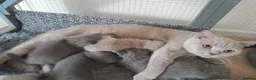 British Shorthair cats for sale: GCCF British Shorthair Kittens – Blue & Lilac - Advert 11