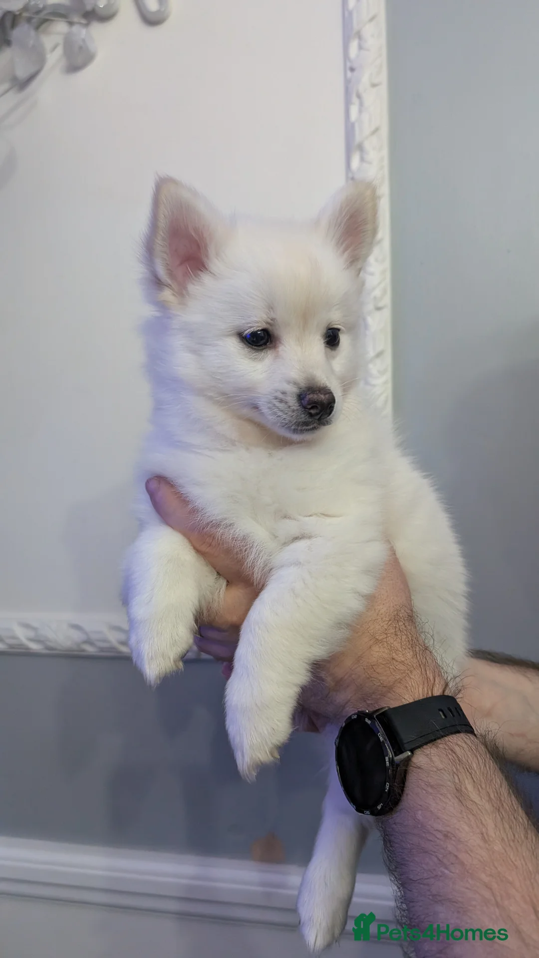 Pomchi dogs for sale: Pomchi puppy's  - Advert 10