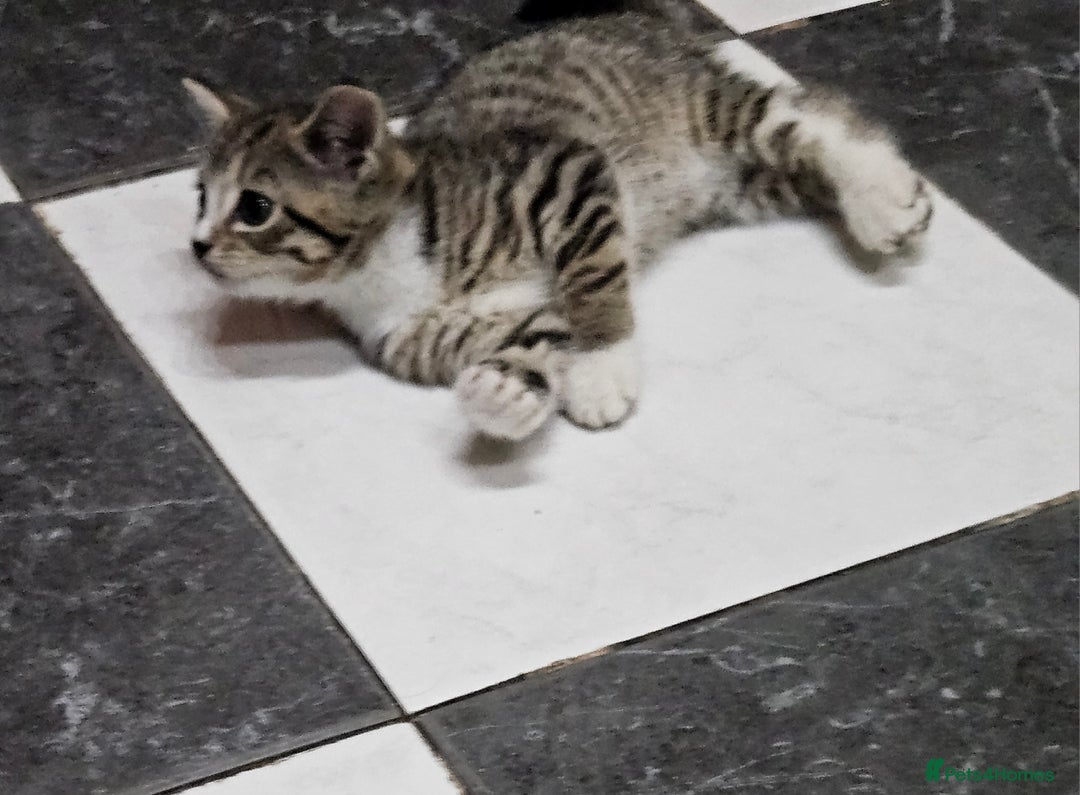 Mixed Breed cats for sale: Cute Pair of  Female Kittens - Image 8