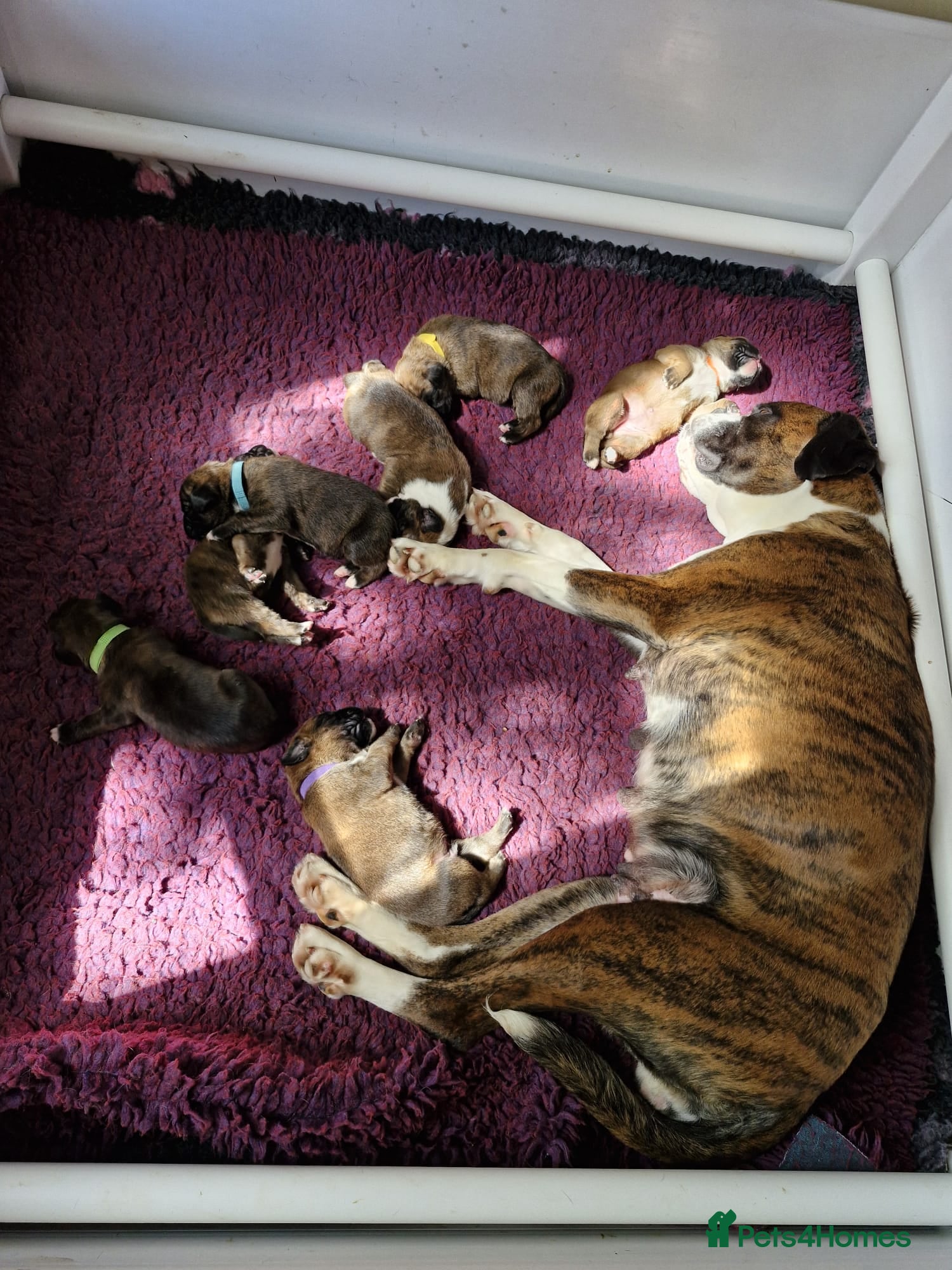 Boxer dogs GORGEOUS KC PUPPIES  - Advert 9