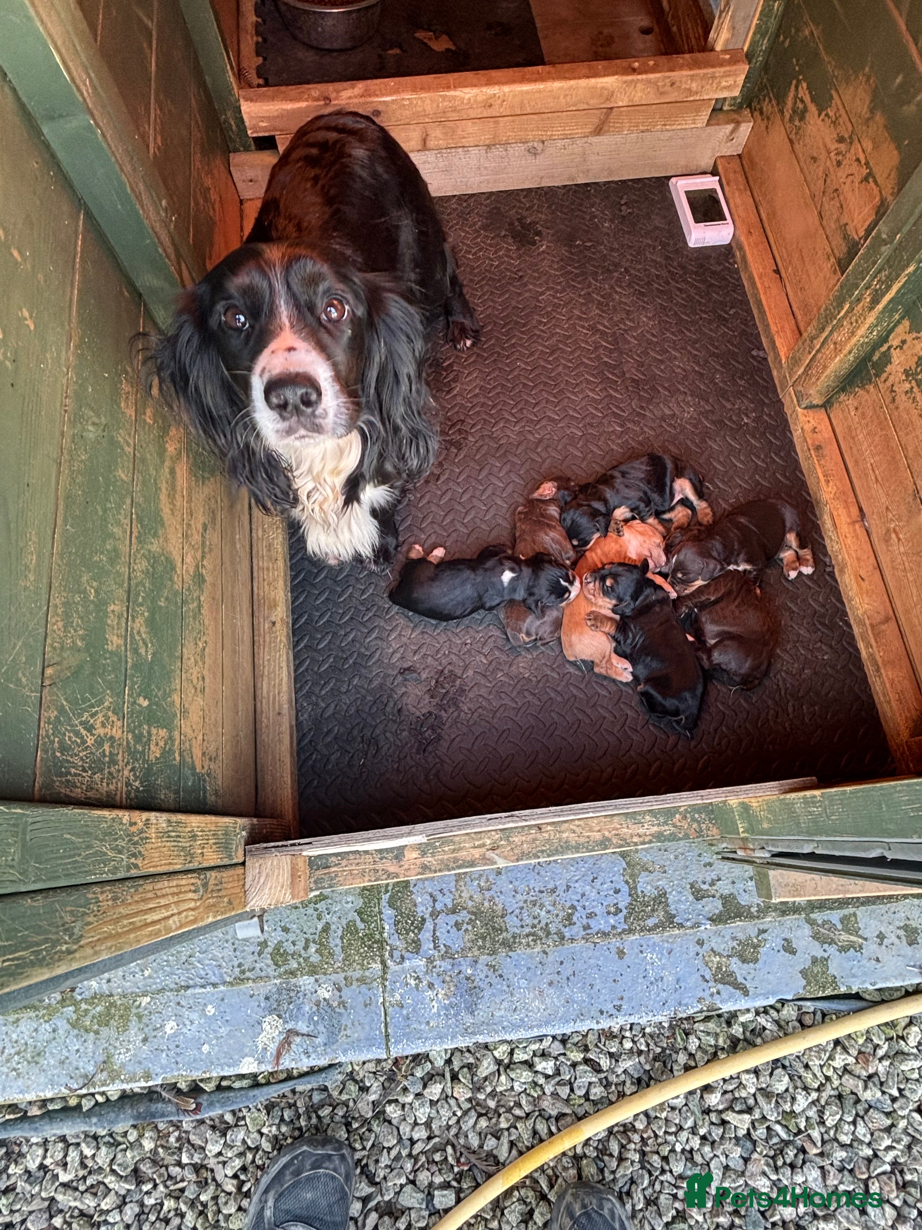 Cocker Spaniel dogs Cocker spaniel  - Advert 1